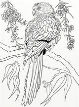 Parrot Zentangle Coloringbay sketch template