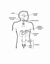 Endocrine System Drawing Gland Pituitary Basic Medical Pertaining Stems Terminology Section Getdrawings sketch template