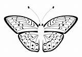 Butterfly Coloring Pages Large sketch template