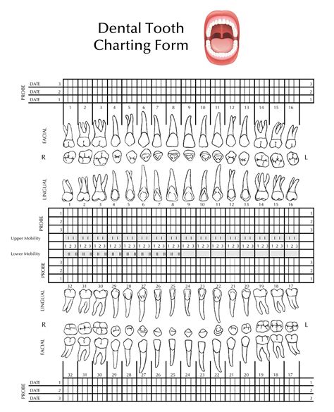 printable tooth chart  templates printable