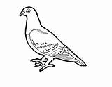 Pigeon Drawing Coloring Colour Colouring Clipart Outline Pages Cute Dove Pidgeons Pigeons Parrot Cartoon Template Sketch Drawings 92kb Getdrawings Popular sketch template