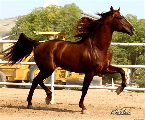 andalusian horse world  hd wallpapers
