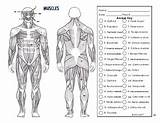 Coloring Anatomy Muscles Worksheets Leg System Muscular Pages Template sketch template