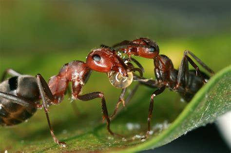 ants provide clues   biodiversity  higher   tropics