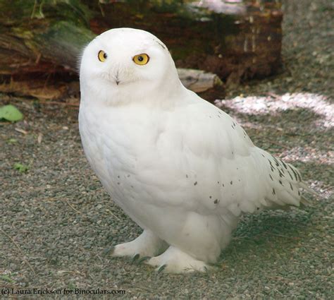 hedwig snowy owl owl owl