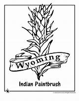 Wyoming Paintbrush Flower Indian Coloring Drawing State Pages Sketch Flowers National Getdrawings sketch template