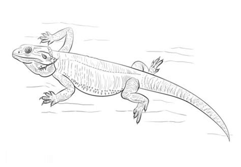 printable bearded dragon coloring picture assignment sheets