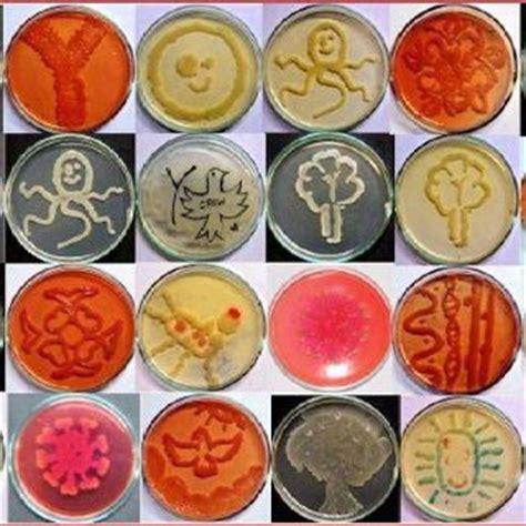 microbiology plates  bored                pinterest microbiology