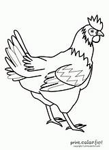 Chook Rooster sketch template