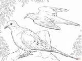 Mourning Doves Zwaluw Designlooter sketch template