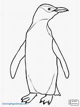 Antarctic Emperor sketch template