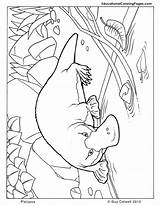 Coloring Platypus Pages Australian Animal Animals Mammals Colouring Aboriginal Shepherd Kids Australia Printable Baby Book Au Colouringpages Color Sheets Two sketch template