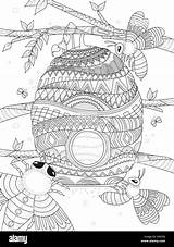 Coloring Bee Flies Honeycomb Alamy Around Adult sketch template