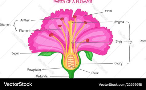 parts   flower diagram ks  flower site