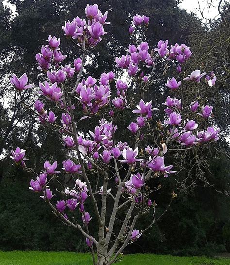 gardening saucer magnolias bloom   spring redlands daily facts