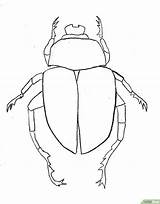 Beetle Scarab Escarabajos Bugs Insect Beetles Insects Wikihow Insectos Insecte sketch template