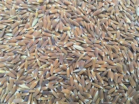 red rice wholesale price mandi rate  indian red rice