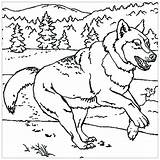 Wolf Coloring Pages Kids Print Children Animals sketch template