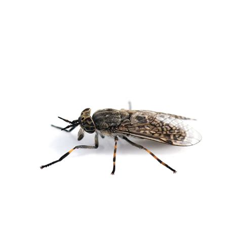horse fly identification habitat behavior ja roy pest control