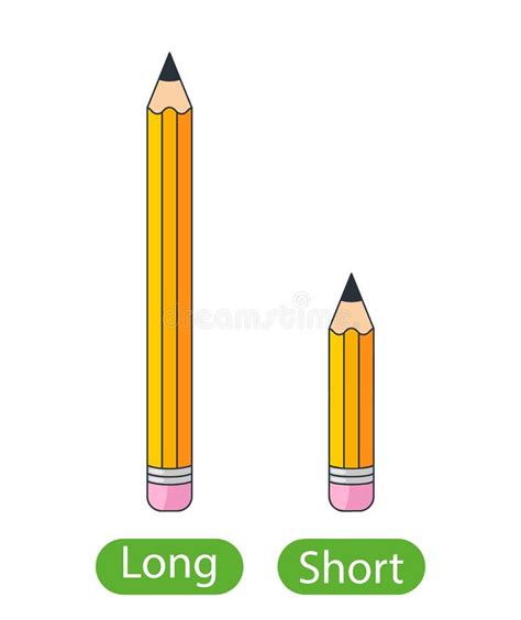 short pencils stock vector illustration  objects realistic