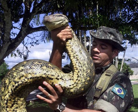 A Man Volunteered To Be ‘eaten Alive’ By An Anaconda