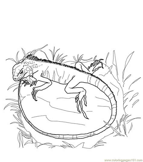 coloring pages  baby lizards