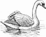 Swan Coloring Trumpeter Designlooter sketch template
