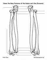 Ulna Radius Forearm Features Bony Anatomy Quiz Skeletal System Exploringnature sketch template