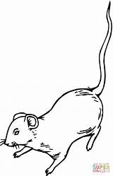 Rat Coloring Rats Pages Printable Supercoloring Categories sketch template