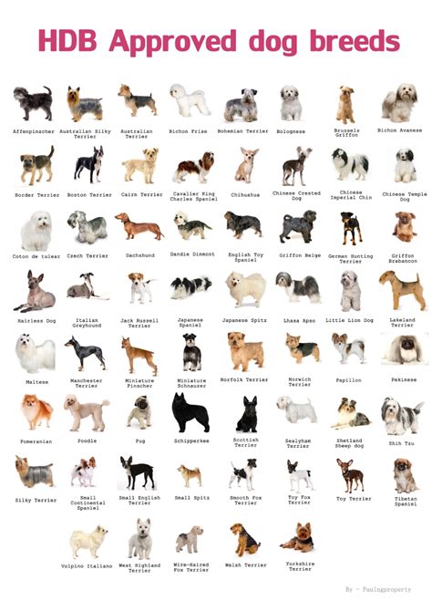 dog breeds list  dog breeds   pictures profiles
