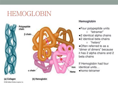 myoglobin  hemoglobin structure sexiz pix