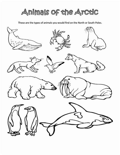 arctic animals coloring pages  coloring pages  kids