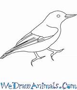 Nuthatch Breasted Draw Easy Tutorial Print sketch template
