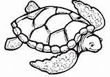 Turtle Coloring Sea Pages Printable Drawing Color Print Turtles Cute Adults Easy Kids Clipart Tortoise Preschoolers Clip Shell Simple Loggerhead sketch template