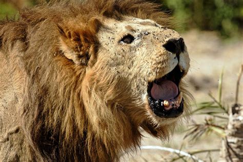 animals zoo park lions roaring pics roaring lion pictures  closeup