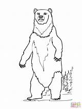 Bear Coloring Brown Standing Drawing Pages Polar Printable Printables Easy Grizzly Colouring Sheets Print Line Clipart Kids Bears Getdrawings Warehouse sketch template