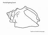 Conch sketch template