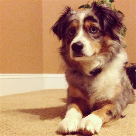This Is Addison She Is A Toy Aussie She Is Full Grown In This Picture