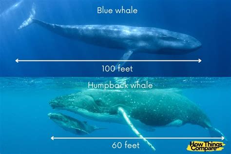 humpback whale  blue whale comparison guide howthingscomparecom