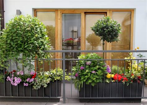 urban oasis balcony gardens  prove green    style