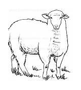 Sheeps Coloring Drawing sketch template