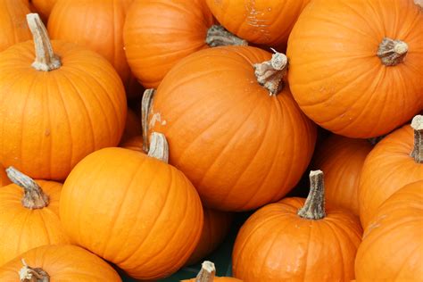 filebake  pumpkins  torontojpg wikimedia commons