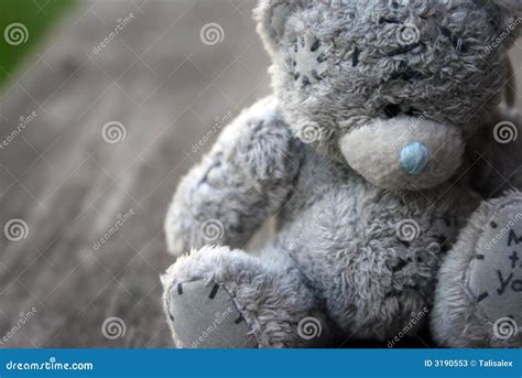 small grey bear editorial stock photo image