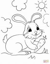 Coloring Bunny Carrot Rabbit Pages Drawing Holding Line Cute Drawings Supercoloring Paintingvalley sketch template