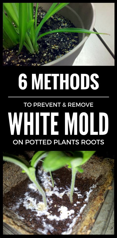 6 Methods To Prevent & Remove White Mold On Potted Plants