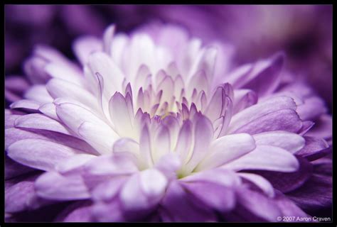 purple passion by eagle79 on deviantart