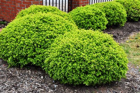 dwarf yaupon holly for sale online the tree center