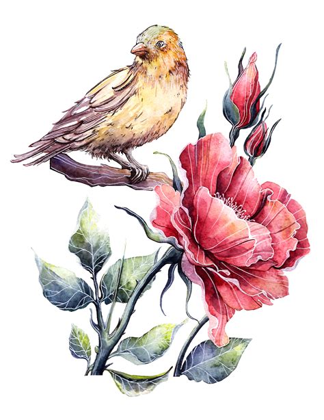 botanical illustrations  behance