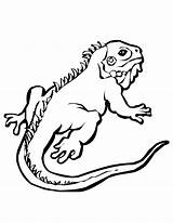 Lezard Lézard Iguana Lizards Coloriages Lagartos Afrique Animales Coloringbay Drawings Reptiles sketch template
