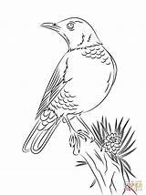 Coloring Robin Pages American Bird Para Colorear Dibujo Drawing Perched Woodland Printable Dibujos Mirlo Primavera Red Birds Posado Imprimir Thrush sketch template